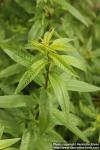 Photo: Aloysia triphylla 6.