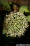 Photo: Allium karataviense 9.