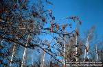 Photo: Alnus glutinosa.