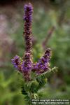 Photo: Amorpha canescens 1.