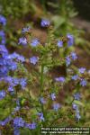 Photo: Anchusa capensis 2.