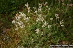 Photo: Antennaria dioica 13.