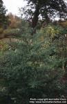 Photo: Artemisia annua 4.