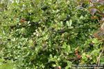 Photo: Aronia melanocarpa 7.