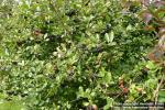 Photo: Aronia melanocarpa 8.