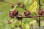 Photo: Arctium nemorosum 1.