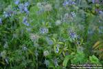 Photo: Asperula orientalis.