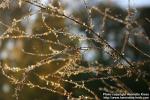 Photo: Asparagus officinalis 14.