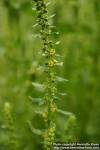 Photo: Beta vulgaris 2.