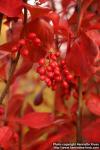 Photo: Berberis koreana 4.