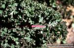 Photo: Brassica oleracea sabe 6.