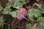 Photo: Brassica oleracea gong 2.