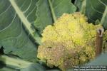 Photo: Brassica oleracea ital 6.