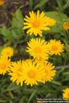 Photo: Buphthalmum salicifolium 3.