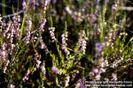 Photo: Calluna vulgaris 1.