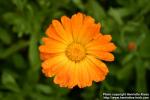 Photo: Calendula officinalis 12.