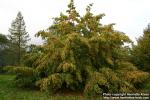 Photo: Carpinus betulus 4.