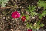 Photo: Callirhoe involucrata 2.