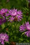 Photo: Centaurea jacea 2.