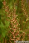 Photo: Chenopodium ambrosioides 9.