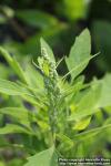 Photo: Chenopodium album 16.