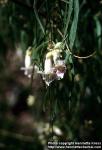 Photo: Chilopsis linearis 1.