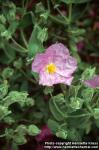 Photo: Cistus albidus 2.