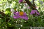 Photo: Cistus salviifolius 1.