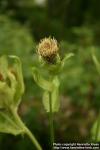 Photo: Cirsium oleraceum 3.