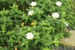 Photo: Cistus populifolius 0.