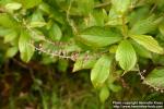 Photo: Clethra alnifolia 1.