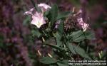 Photo: Convolvulus arvensis 3.