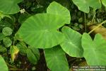 Photo: Colocasia esculenta.