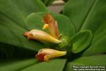 Photo: Costus malortieanus 1.