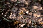 Photo: Corydalis aurea 1.