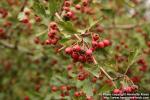 Photo: Crataegus monogyna 3.