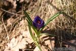 Photo: Crocus vernus 25.