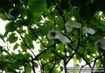 Photo: Davidia involucrata.