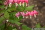 Photo: Lamprocapnos spectabilis 5.