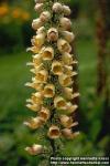 Photo: Digitalis lanata 1.