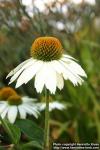 Photo: Echinacea purpurea 27.