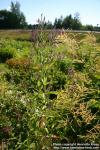 Photo: Epilobium hirsutum 3.