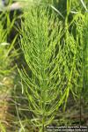 Photo: Equisetum arvense 13.