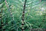 Photo: Equisetum telmateia 1.