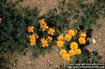 Photo: Eschscholzia californica 3.