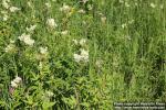 Photo: Filipendula ulmaria 33.