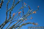 Photo: Fouquieria splendens 6.