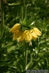 Photo: Fritillaria imperialis 8.