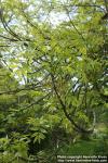 Photo: Fraxinus Excelsior 22.