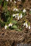 Photo: Galanthus elwesii  1.